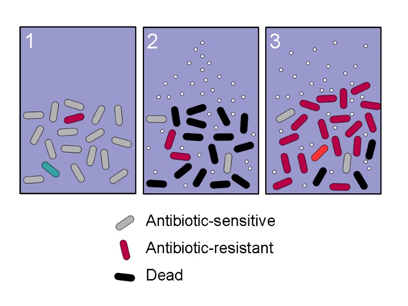 1 Antibiotic-sensitive Antibiotic-resistant Dead